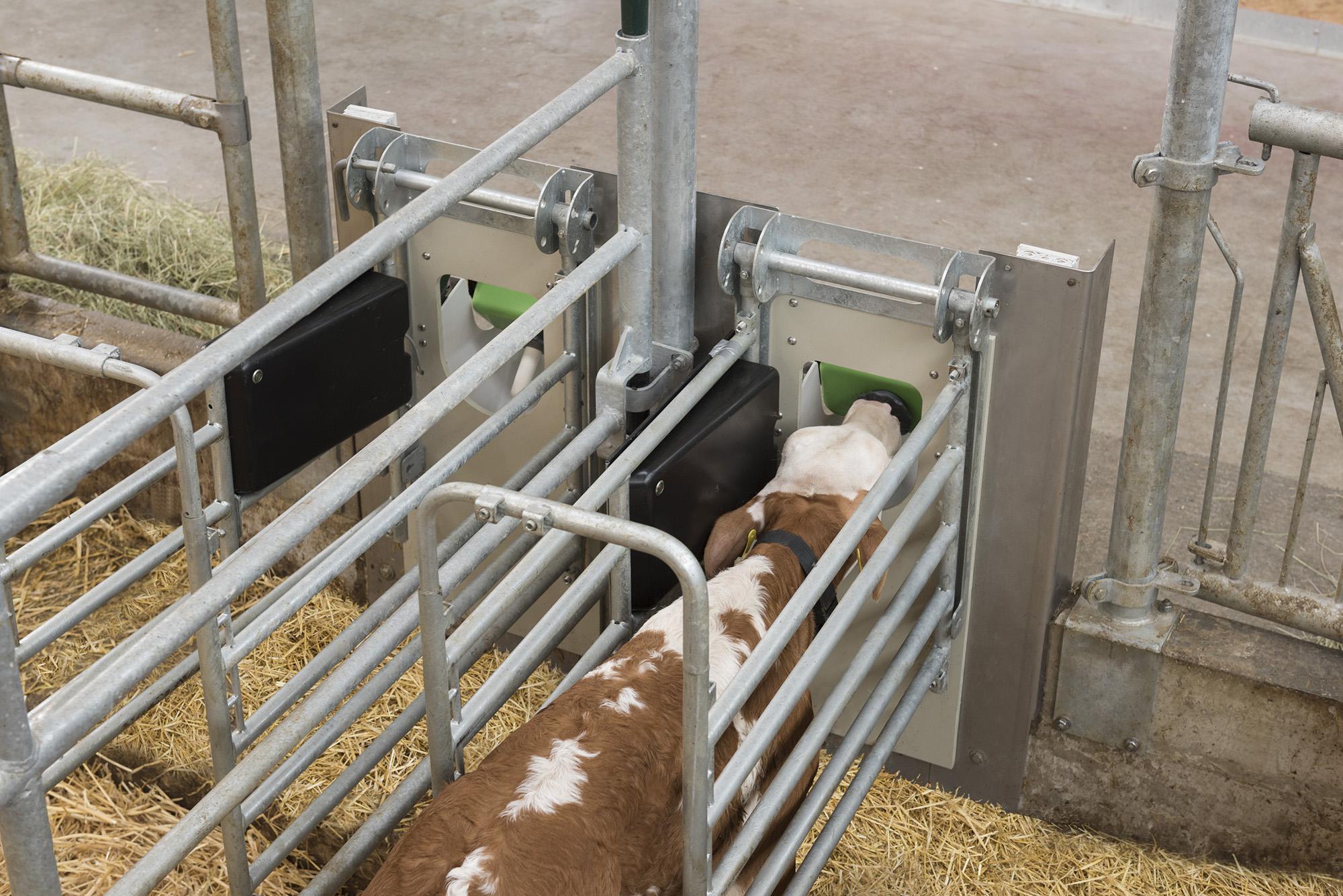 Drinkautomaat voor kalveren